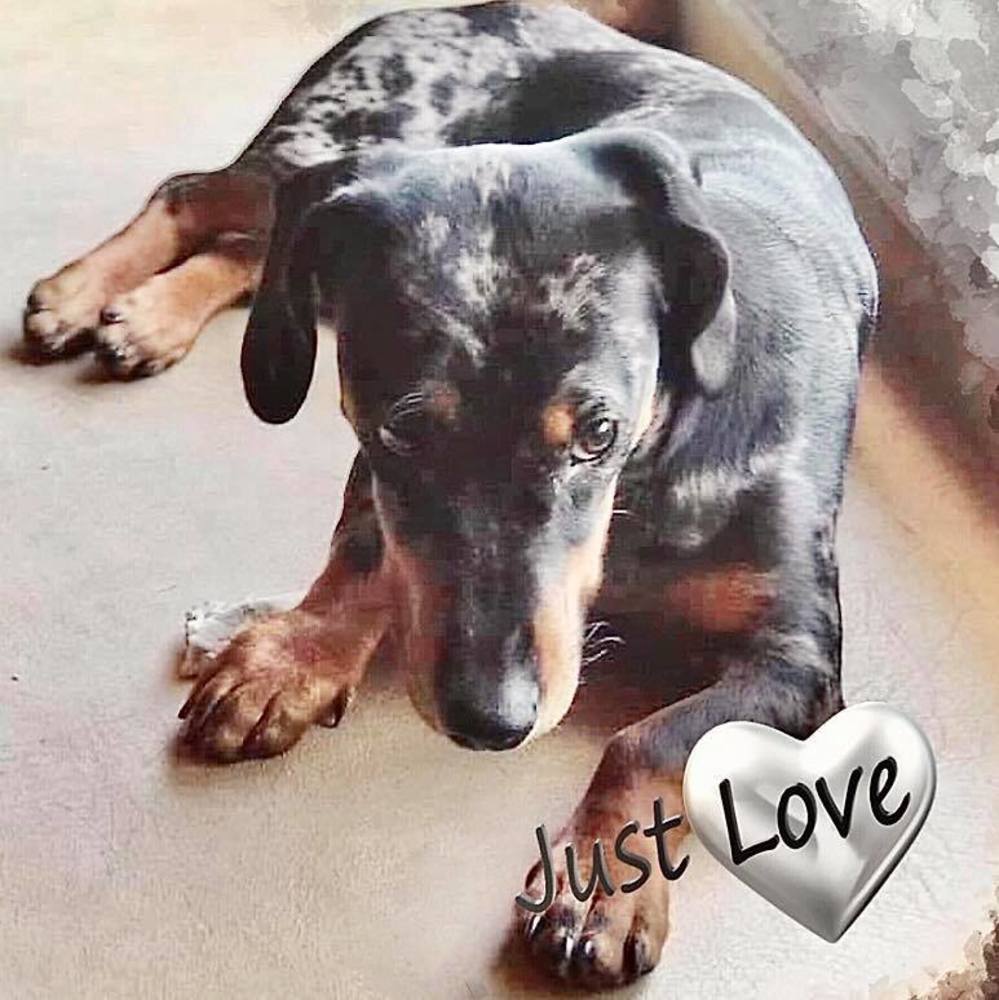 Meet your Posher, Hengzi